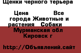 Щенки черного терьера › Цена ­ 35 000 - Все города Животные и растения » Собаки   . Мурманская обл.,Кировск г.